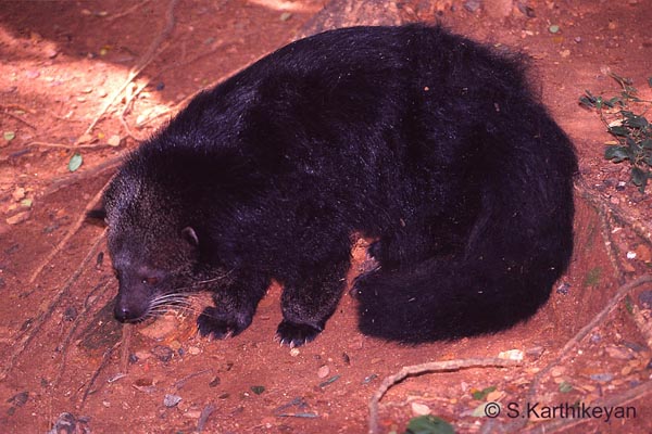 binturong.jpg