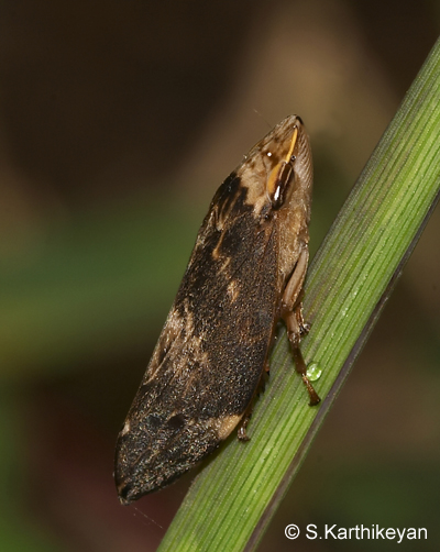 froghopper-adult.jpg