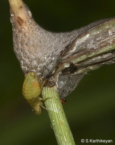 froghopper-larva.jpg