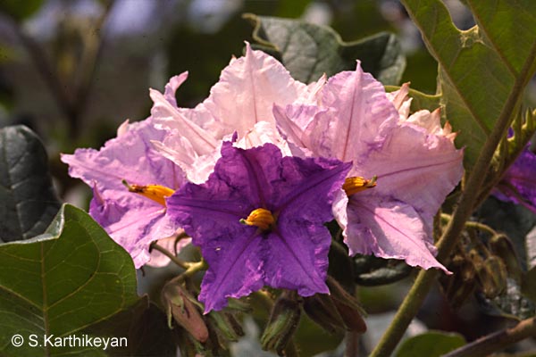 solanum-grandiflorum.jpg