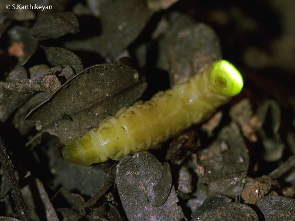 Glow worm – Karthik's Journal