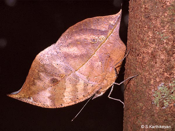 blue-oakleaf10042.jpg