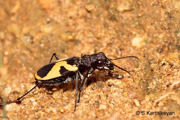 tiger-beetle0003-web.jpg