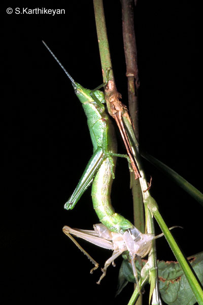 grasshopper-molting0032.jpg