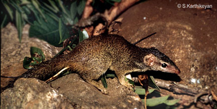 tree-shrew-2c.jpg