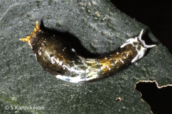 malabar-raven-larva.JPG