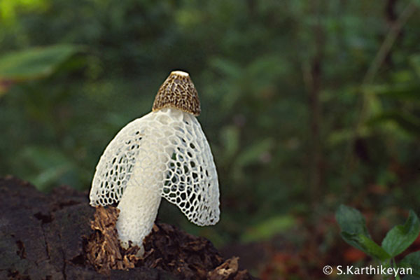 dictyophora-copy.jpg