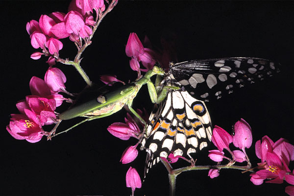 mantis-eating-butterfly-1.jpg