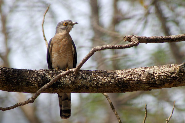 common_hawk_cuckoo_crw_6788.JPG