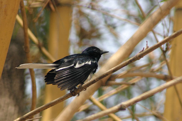 magpie_robin_crw_3608.JPG