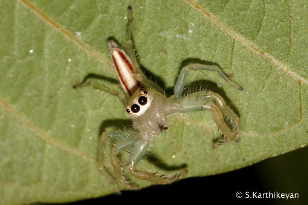 red-and-white-jumping-spider2.jpg