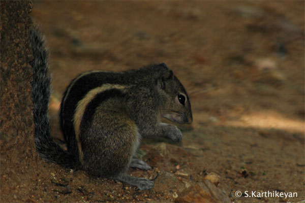 3-striped-palm-squirrel-crw_2388.JPG