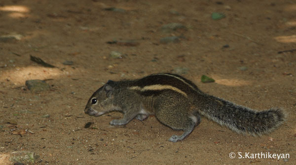 3-striped-palm-squirrel-crw_2389.JPG