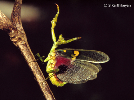 praying-mantis-threat-display.jpg
