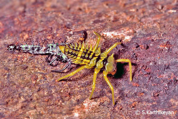 beetle-larva-moulting.jpg