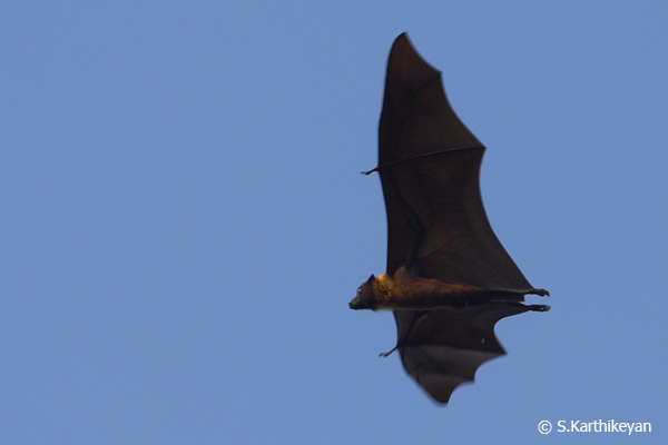 flying-fox_mg_2170.JPG