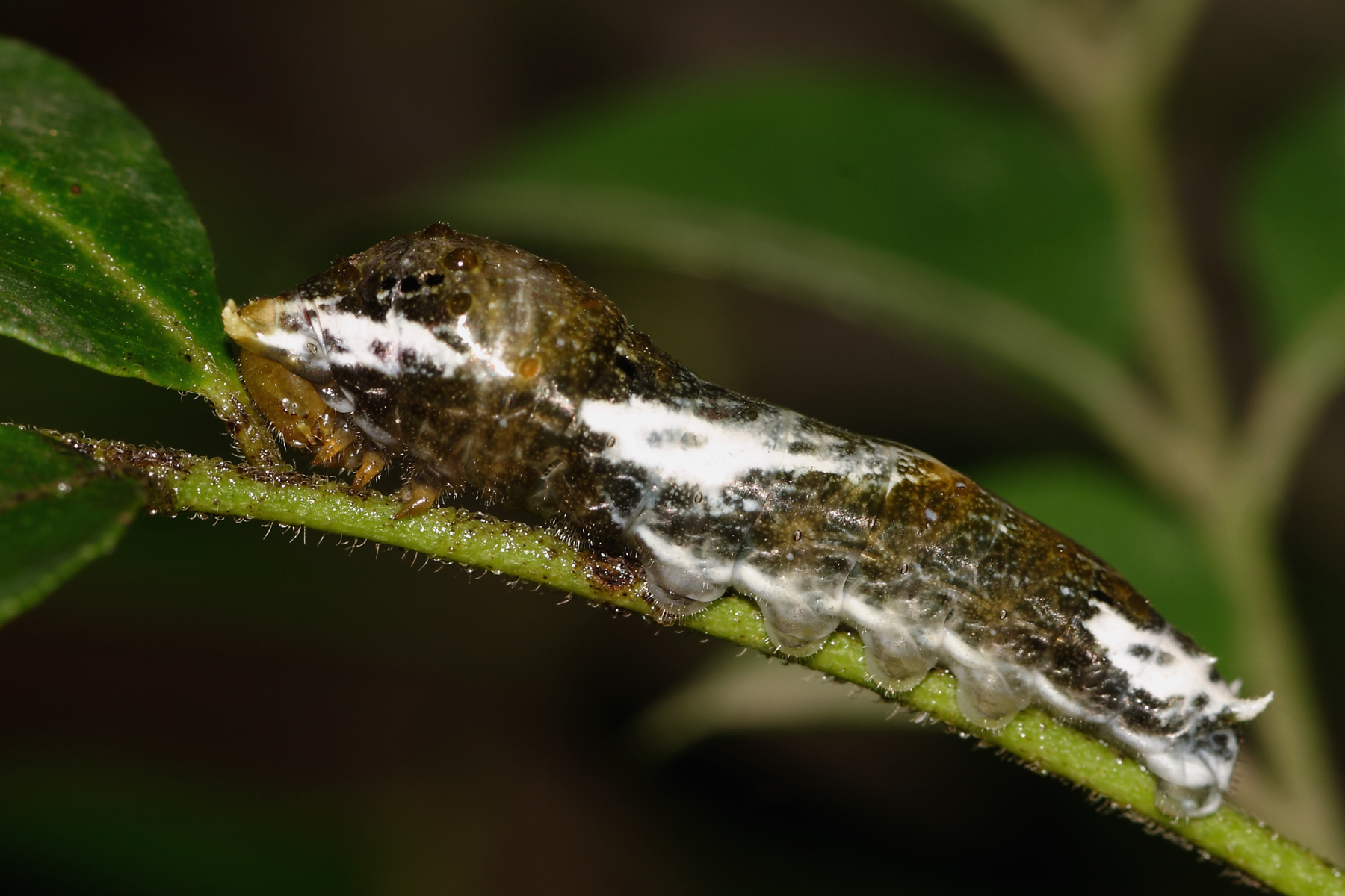 larva-mormon-or-lime.JPG
