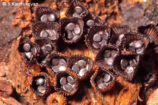 Bird's Nest Fungi