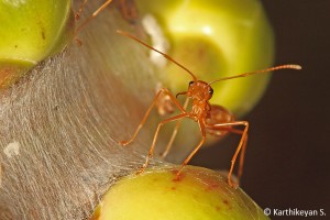 A Weaver Ant on alert!