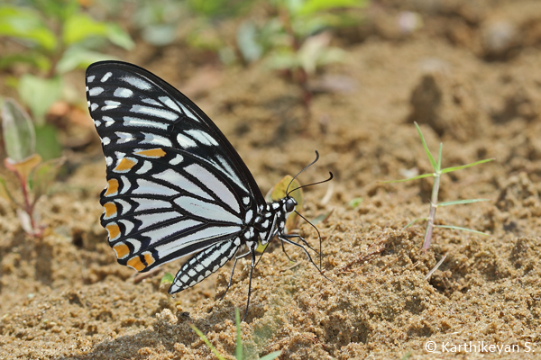 The adult Common Mime has two different forms – one that resembles a Blue Tiger butterfly ...