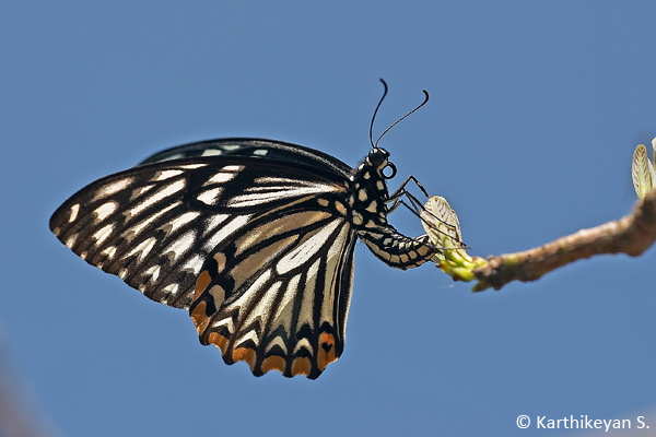 A Common Mime laying eggs on a tender shoot high up in the tree.