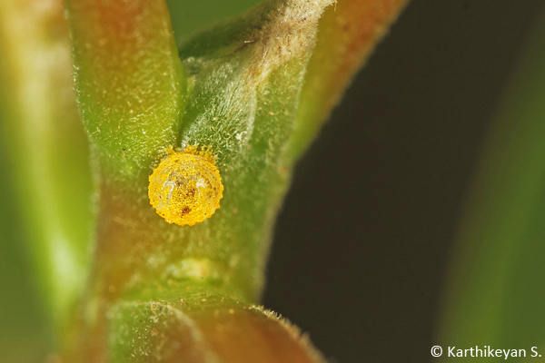 Egg of the Common Mime – barely bigger than a pin head!