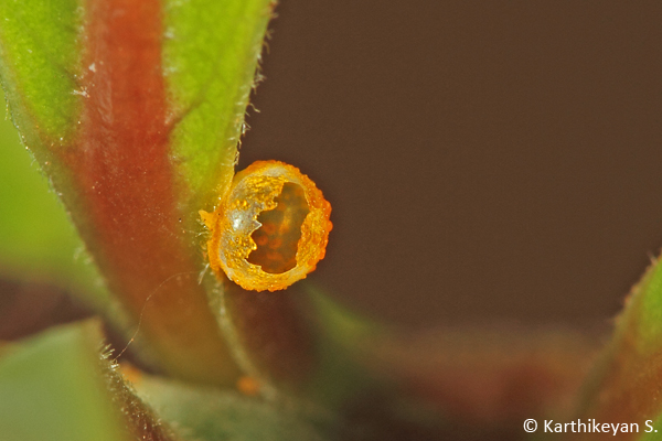 butterfly larvae feed on the egg shell soon after emerging. However, this individual had gnawed the egg in the process of emerging leaving behind an interesting shape.