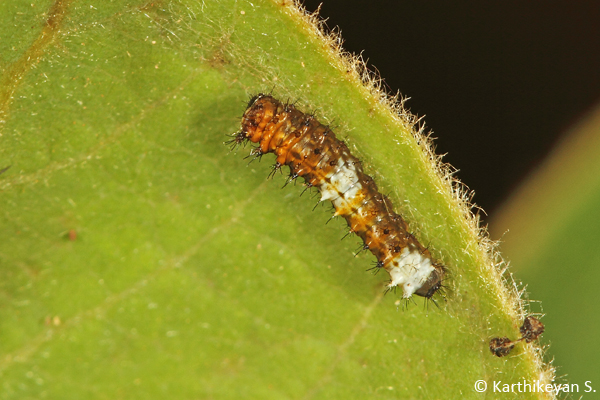 A later instar looking very different from the newly hatched larva.