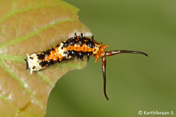 As I approached this larva close for photography, it suddenly put out the osmetrium, very characteristic of swallowtail larvae, perhaps in a bid to scare me!