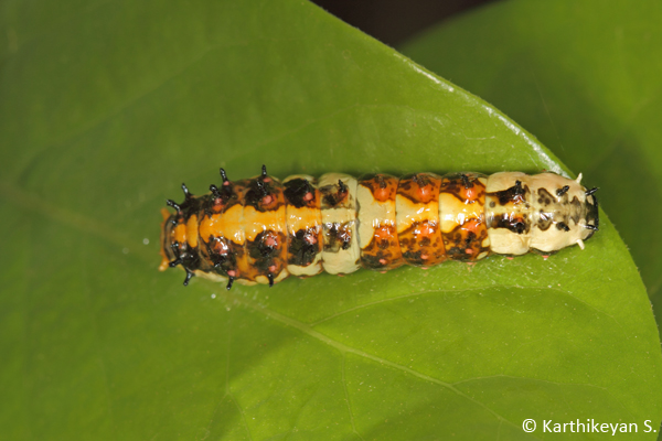 The next instar. As a larva grows, it sheds its skin a few times before pupating. In the process, it could look very different during each stage between any two moults. Often they even eat the shed skin!