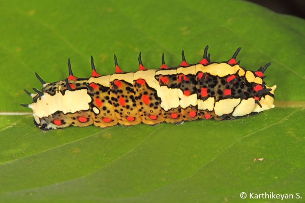  A fully grown larva ready to pupate. 