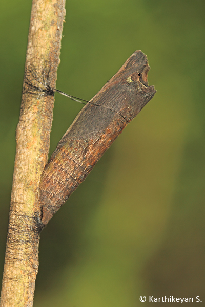 An amazing camouflage. The pupa of the Common Mime resembles very much like a broken twig. Spotting one of these can be quite a challenge.