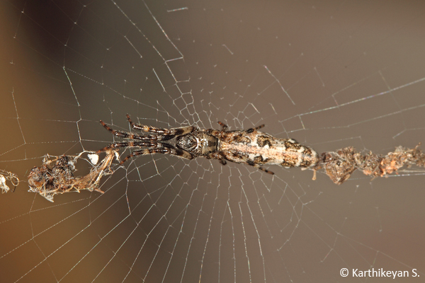 Cyclosa cf simoni in its web.