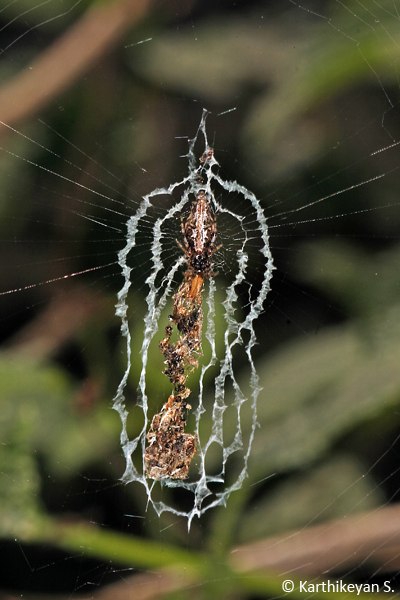 Cyclosa insulana blending in with the debris.