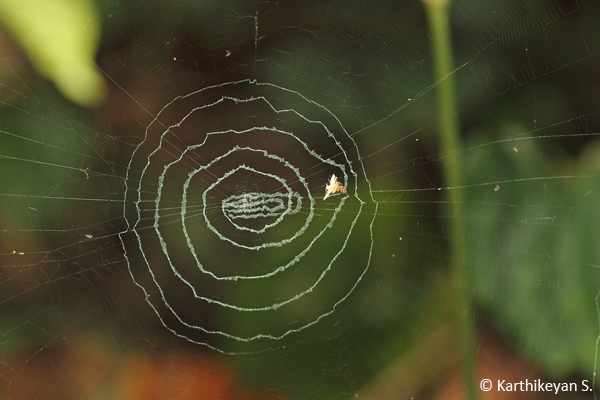 Web of a Debris Orb Weaver Cyclosa sp.