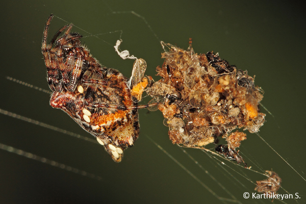 Spider resembling the debris. 