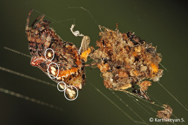 Eggs on the spider !