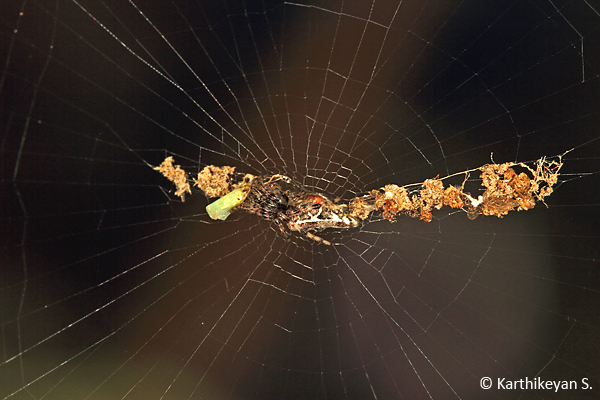 Cyclosa sp. sitting in the centre of the web with debris on either side.
