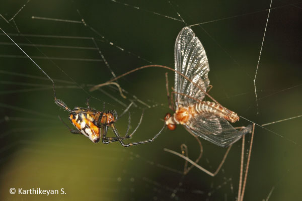 mayfly entangled in the web of Opadometa fastigata, an orb weaver.