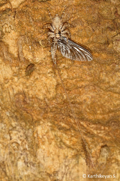 Phaeacius sp. making a meal of a mayfly.