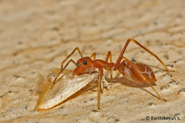 An ant-mimicking jumping spider Myrmarachne sp. with a moth in its jaws.