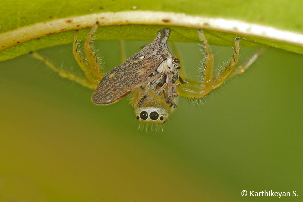 Another jumping spider Epeus sp. feeding on a planthopper.