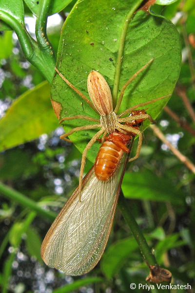 A Nursery Web spider (Fam. Philodromidae) with a termite alate.
