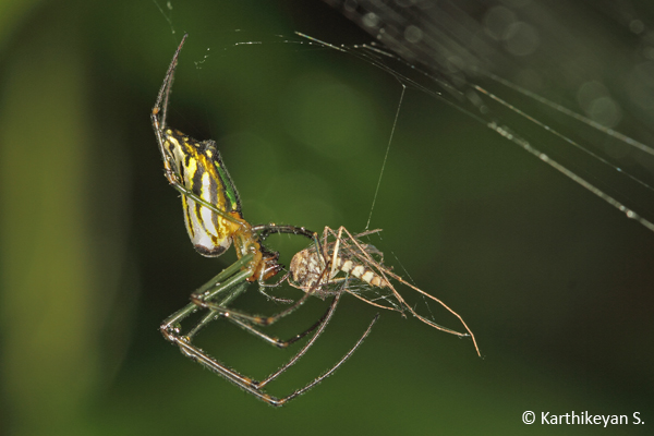 Leucauge decorata feasting on a mosquito