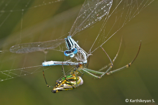 A damselfly in the web of Leucauge decorata