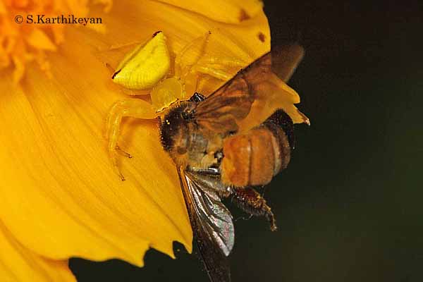 An unsuspecting bee becoming a meal of the hiding crab spider Thomisus lobosus that waits inside flowers.