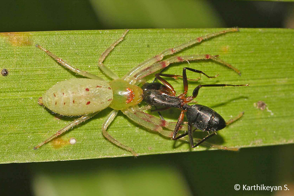 An active Crab spider Oxytate elongate feeding on an ant Camponotus sp.