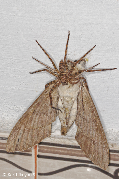 A Giant Crab Spider Heteropoda sp. (also called the Banana Spider) feeding on a moth, bigger than itself.