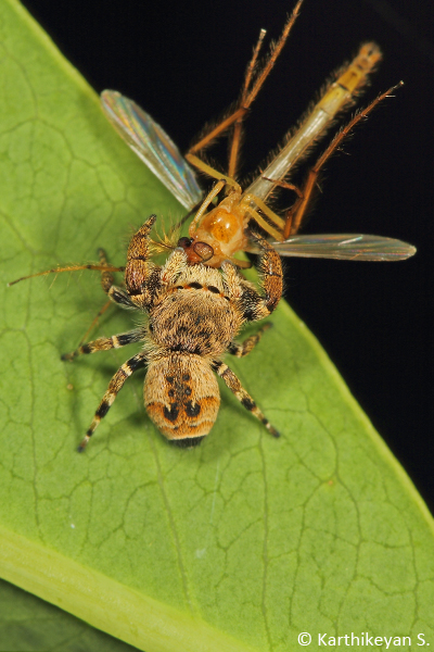 Rhene sp. feeding on a mosquito like insect.