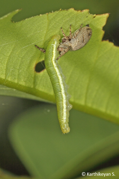Another Rhene sp. feeding on a caterpillar many times its size and weight.